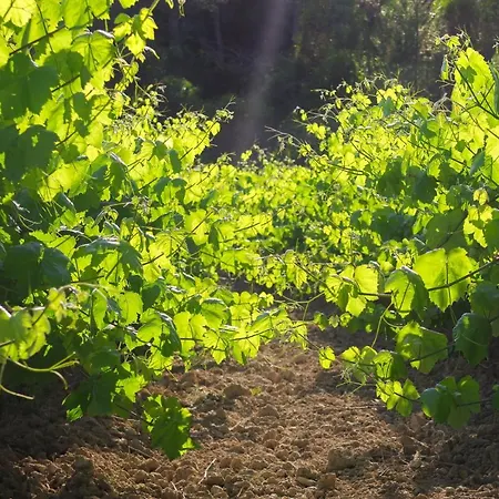 Masia Pou De La Vinya Sitges