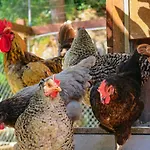 Masia Pou De La Vinya